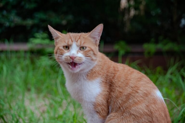 9 Mysterious Cat Sounds Finally Decoded by Experts