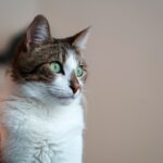 Why Some Cats Stare Into Space - and What They Might Be Hearing