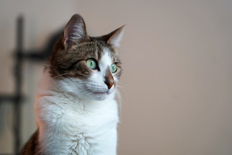Why Some Cats Stare Into Space - and What They Might Be Hearing