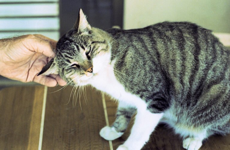 9 Signs Your Cat Thinks You're Part of Their Family