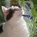 The Zodiac Signs Most Likely to Have Soul-Cat Connections