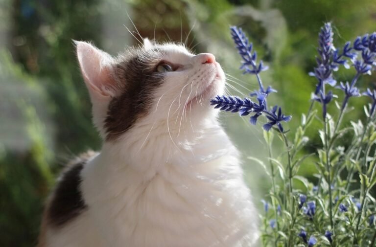 The Zodiac Signs Most Likely to Have Soul-Cat Connections
