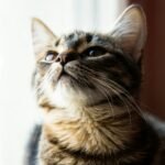 8 Little Rituals That Make Cats Feel Safe at Home