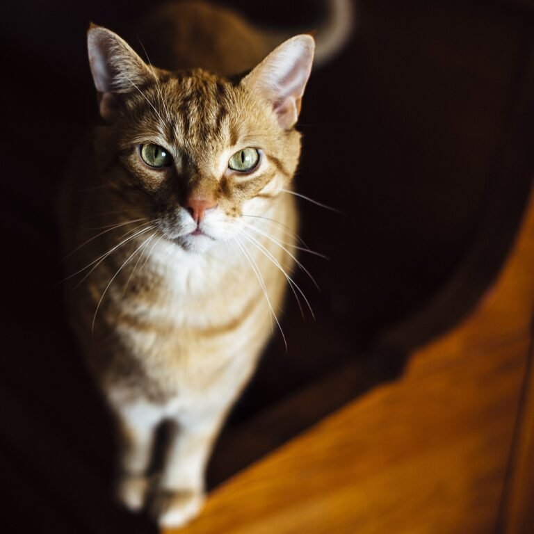 How Cats Sense Your Mood Before You Even Speak