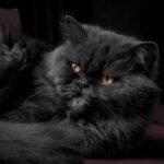 10 Cat Breeds That Match Each Zodiac's Energy