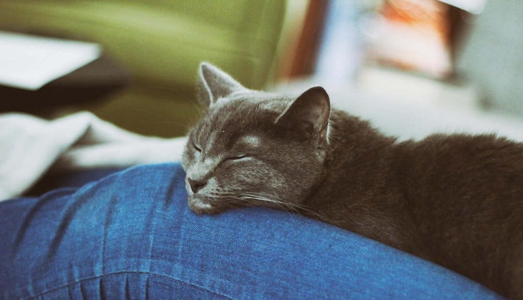 The Spiritual Meaning Behind Your Cat Sleeping Beside You