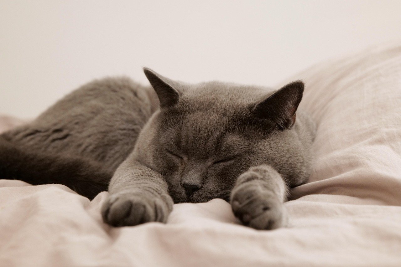 What Your Cat's Sleeping Position Reveals About Their Mood