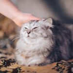 9 Cat Breeds That Connect Deeply With Empaths