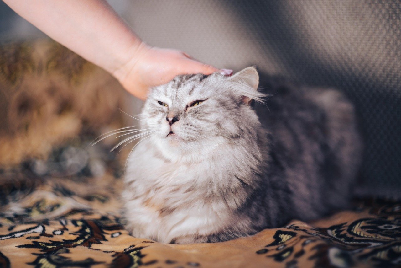 9 Cat Breeds That Connect Deeply With Empaths