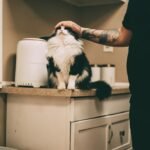 8 Little Rituals That Strengthen the Cat-Human Bond Every Day