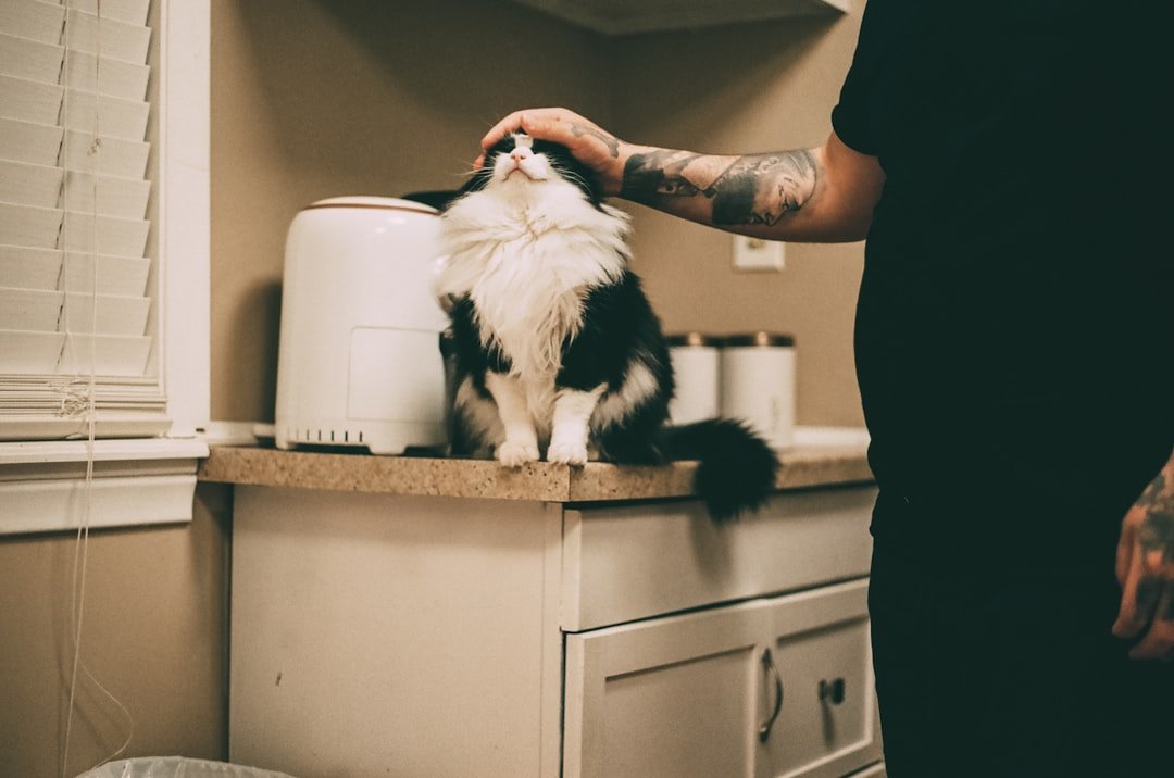 8 Little Rituals That Strengthen the Cat-Human Bond Every Day