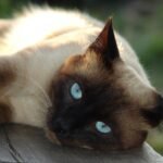 10 Cat Breeds That Reflect Their Owners' Hidden Strengths