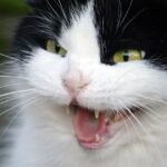 9 Hidden Causes Behind Your Cat's Sudden Mood Swings