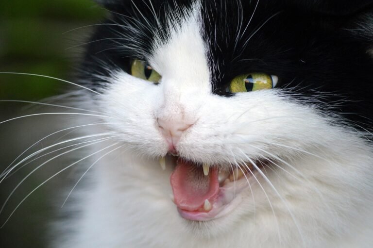 9 Hidden Causes Behind Your Cat's Sudden Mood Swings