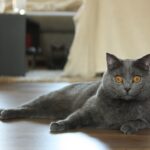 8 Cat Breeds Perfect for Dreamers and Old Souls