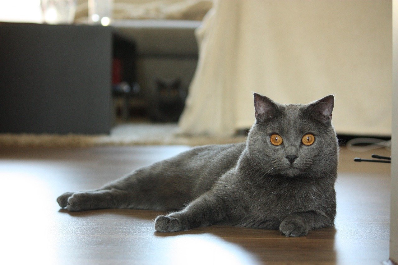 8 Cat Breeds Perfect for Dreamers and Old Souls
