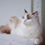 The Playful Soul of Ragdolls That Makes Every Home Feel Softer