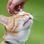 Which Zodiac Signs Instantly Earn a Cat's Trust?
