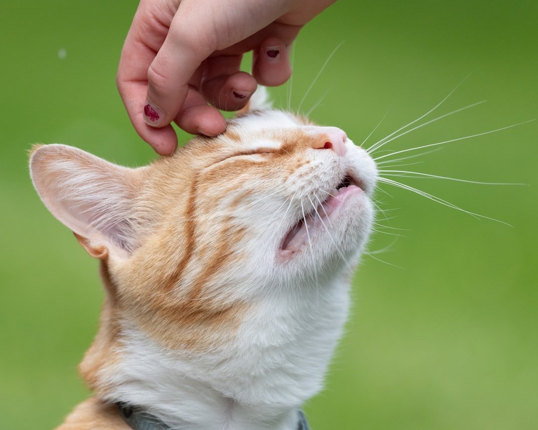 Which Zodiac Signs Instantly Earn a Cat's Trust?