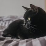 Why Cats Circle You Three Times Before Sitting - Energy Explained