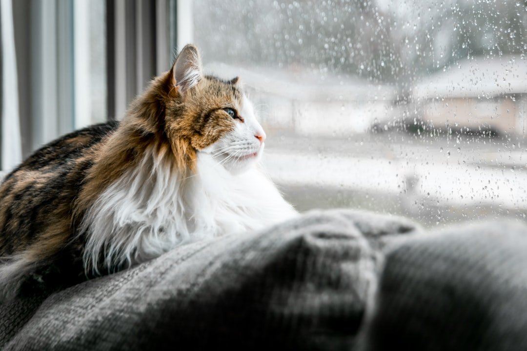 Which Zodiac Signs Cats Gravitate Toward During Storms