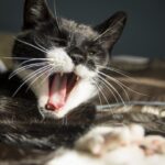 Why Cats Yawn When You Meditate - The Energetic Connection