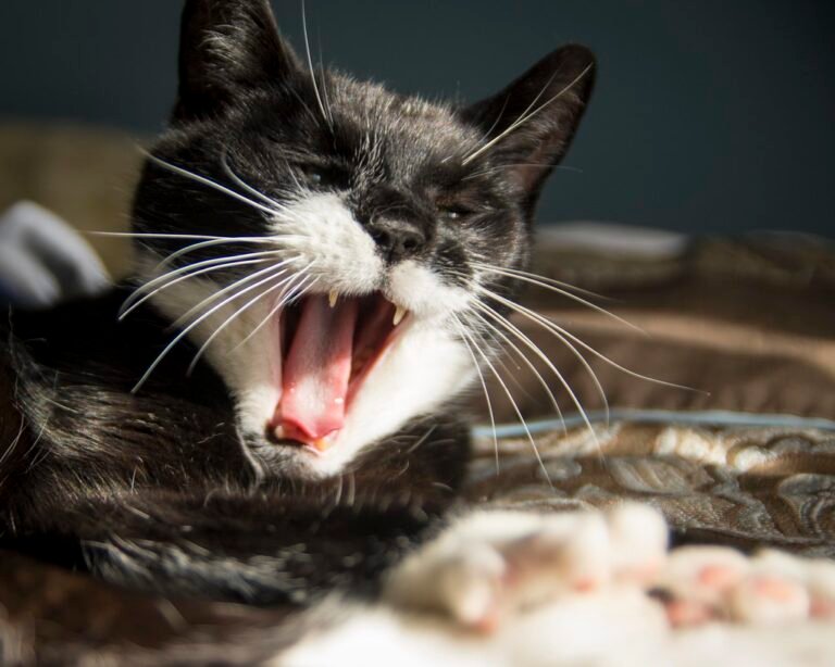 Why Cats Yawn When You Meditate - The Energetic Connection
