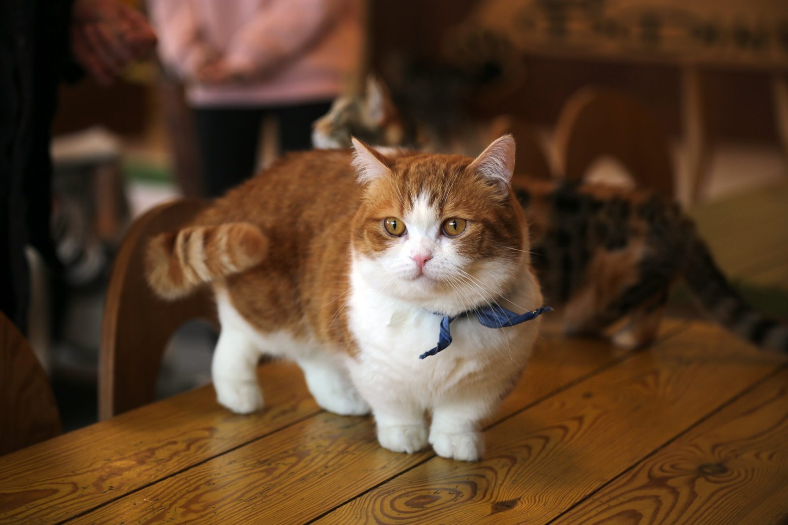 The 12 Small Cat Breeds That Love Being The Center Of Attention