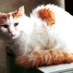Turkish Van: The Water-Loving Wanderer