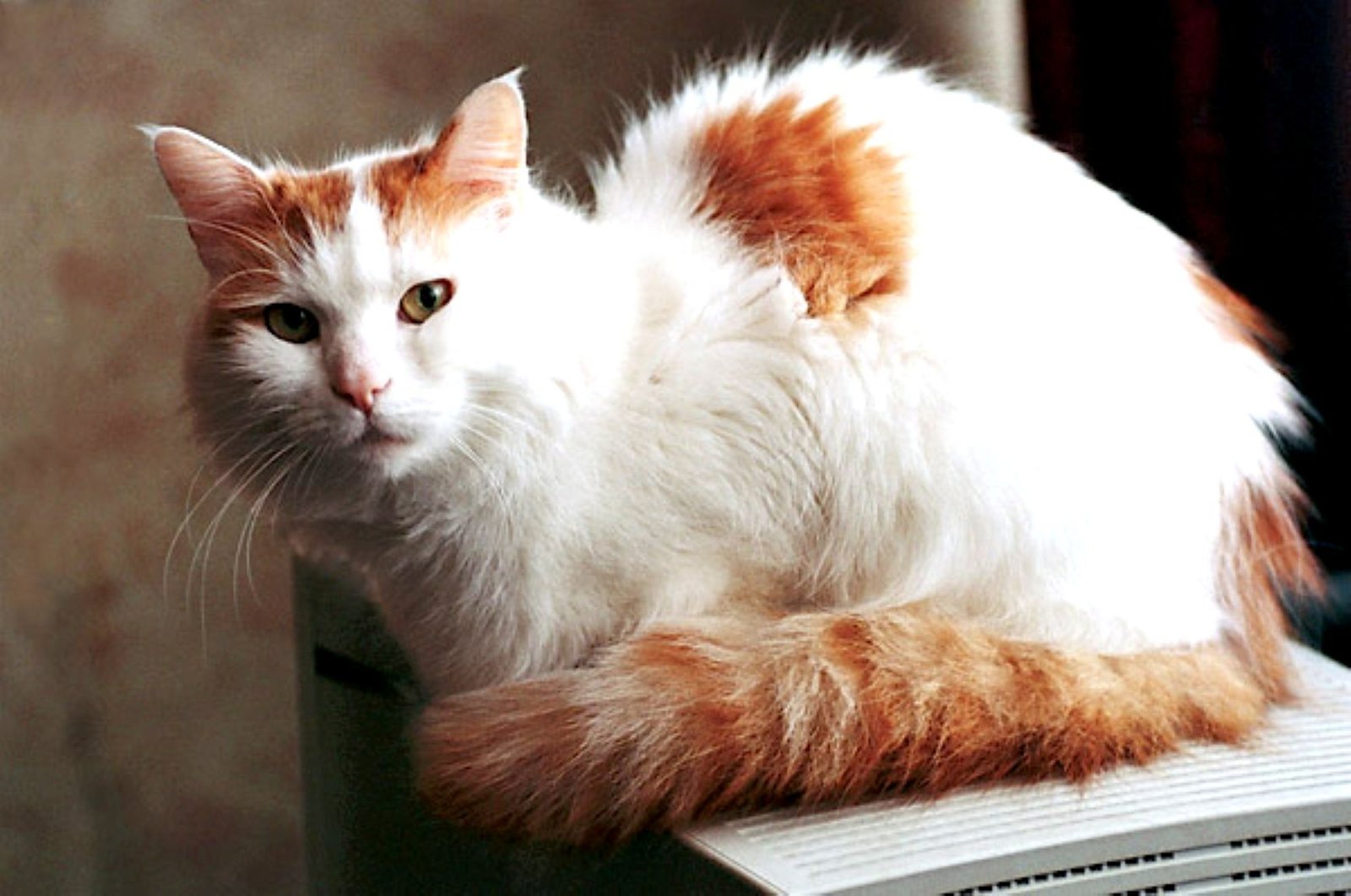 Turkish Van: The Water-Loving Wanderer