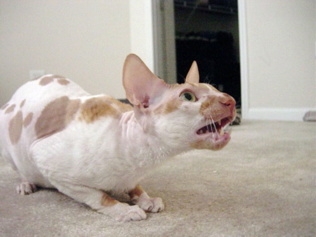7. Cornish Rex - The Curly Crusader 