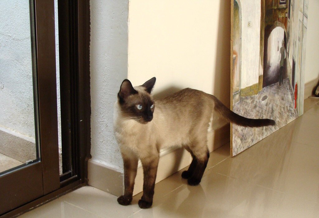 Siamese: The Vocal Minimalist