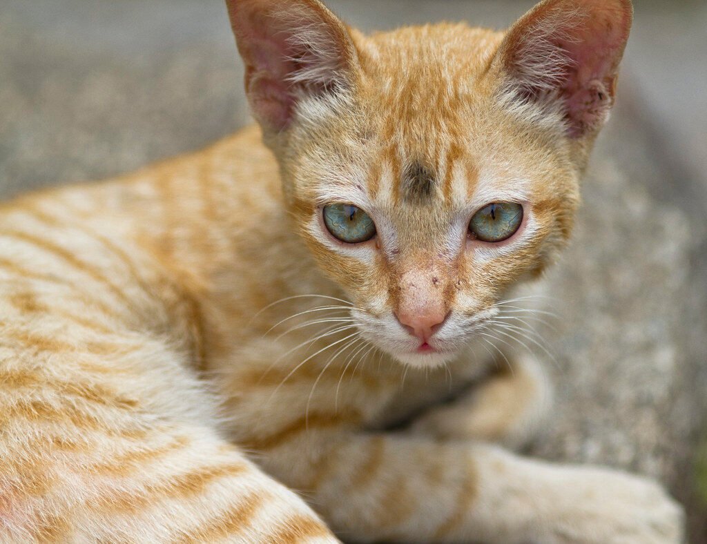 Direct Stares Communicate Dominance or Challenge