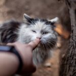 10 Heartbreaking Ways a Cat Says Goodbye Before Crossing the Rainbow Bridge