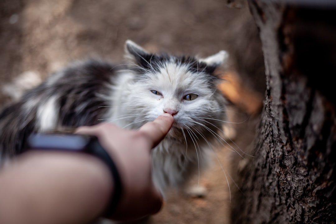 10 Heartbreaking Ways a Cat Says Goodbye Before Crossing the Rainbow Bridge