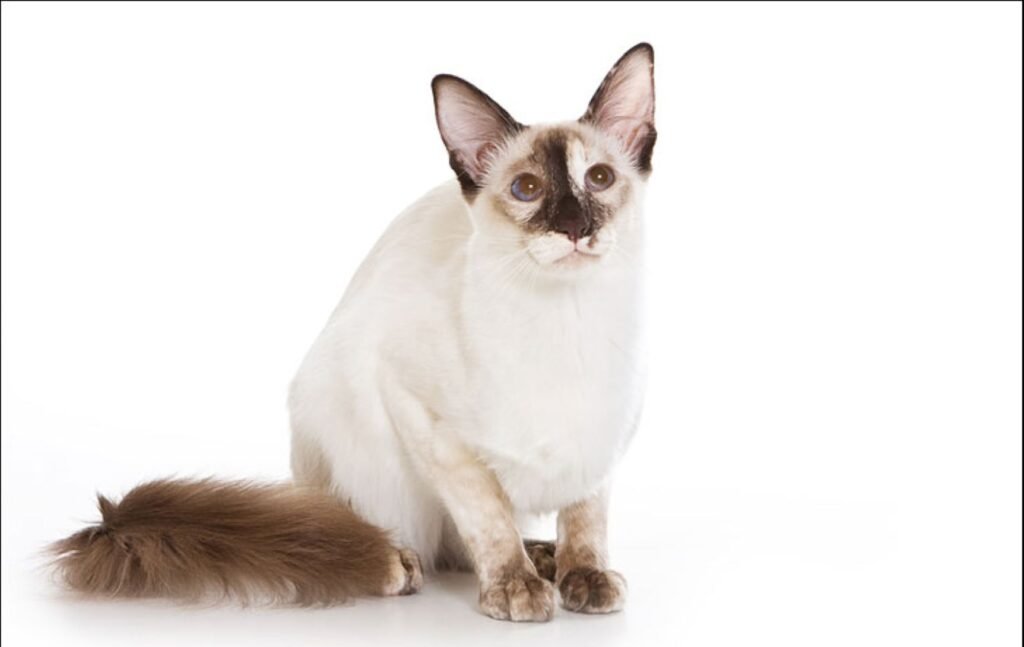 Balinese - The Silky Heat Handler 