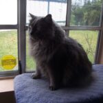 Separation Anxiety in Cats: 13 Calming Tricks That Work When You're Not Home
