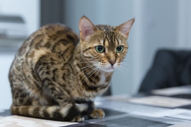The Pros and Cons of Owning a Bengal