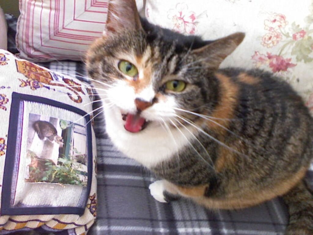 They Respond When You Call Their Name 