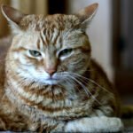 10 Ways Cats Show They Are Annoyed at You