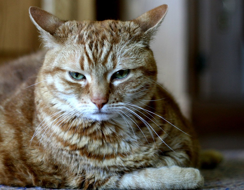 10 Ways Cats Show They Are Annoyed at You
