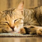 10 Things That Instantly Calm a Stressed Cat