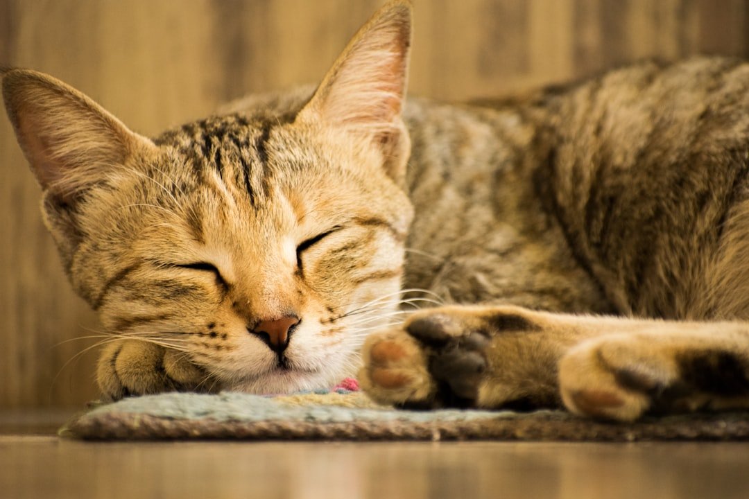 10 Things That Instantly Calm a Stressed Cat