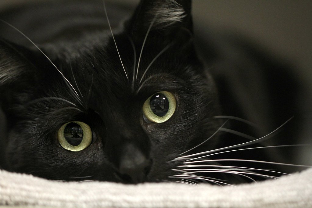 Dilated Pupils Mirror Intense Emotional Arousal