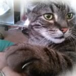 Why You Should Always Be There Holding Your Cat's Paw As They Cross That Rainbow Bridge