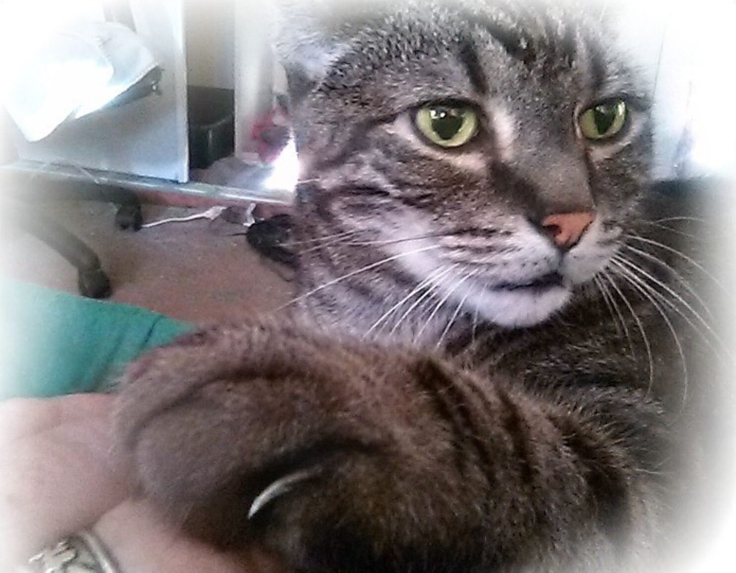 Why You Should Always Be There Holding Your Cat's Paw As They Cross That Rainbow Bridge