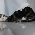 10 Red Flags Your Cat Feels Unsafe In Your Home