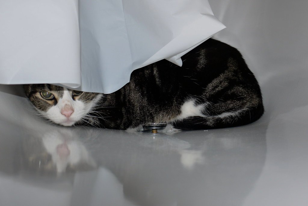 10 Red Flags Your Cat Feels Unsafe In Your Home