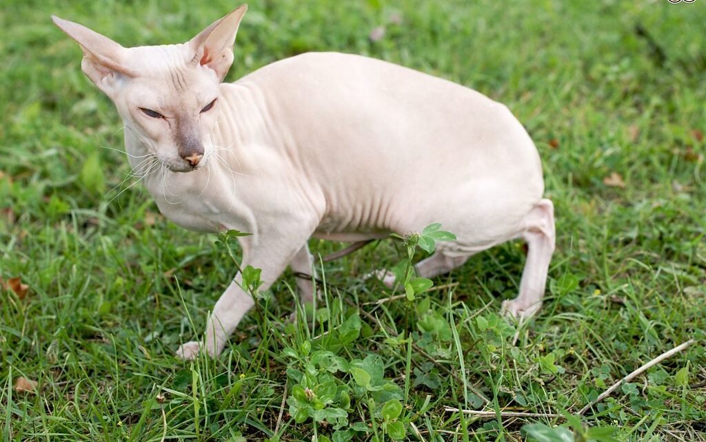 Peterbald - The Russian Hairless Wonder 