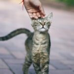 10 Cats That Will Greet You Like You've Been Gone for Years
